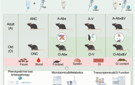 协和青年学者陈泓宇以共同第一作者在《Gut Microbes》发表重要研究成果